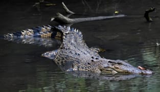 CNA Explains: How common are crocodiles in Singapore and why was the one found on a beach put down?