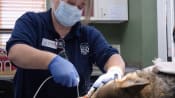 US zoo saving endangered red wolf, one dental checkup at a time