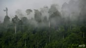 World 'failing' on pledge to stop deforestation by 2030