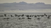 Bird flu detected in Antarctica region for first time